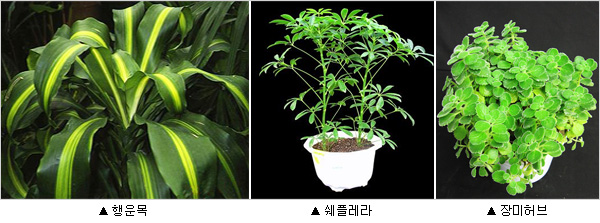 왼쪽부터 행운목, 쉐플레라, 장미허브의 모습