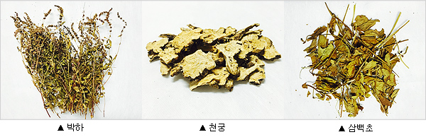 왼쪽부터 차례로 박하, 천궁, 삼백초 사진